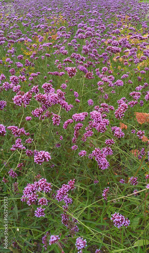 Purple wildflowers on a green field photo