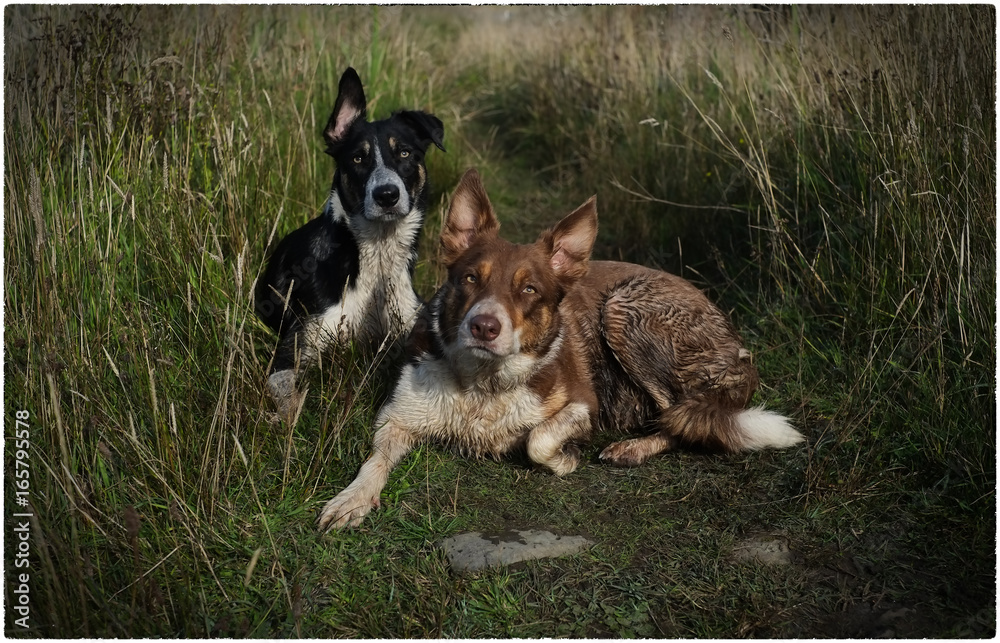 Sheep dogs Sheep dogs