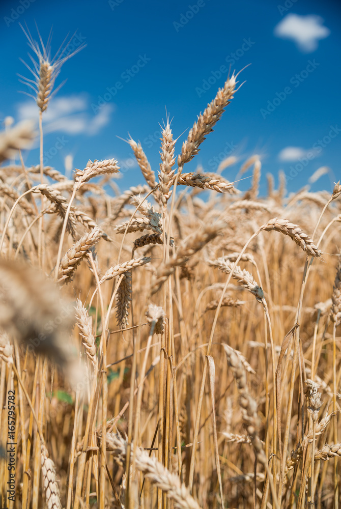 custom made wallpaper toronto digitalEars of wheat growing on the field