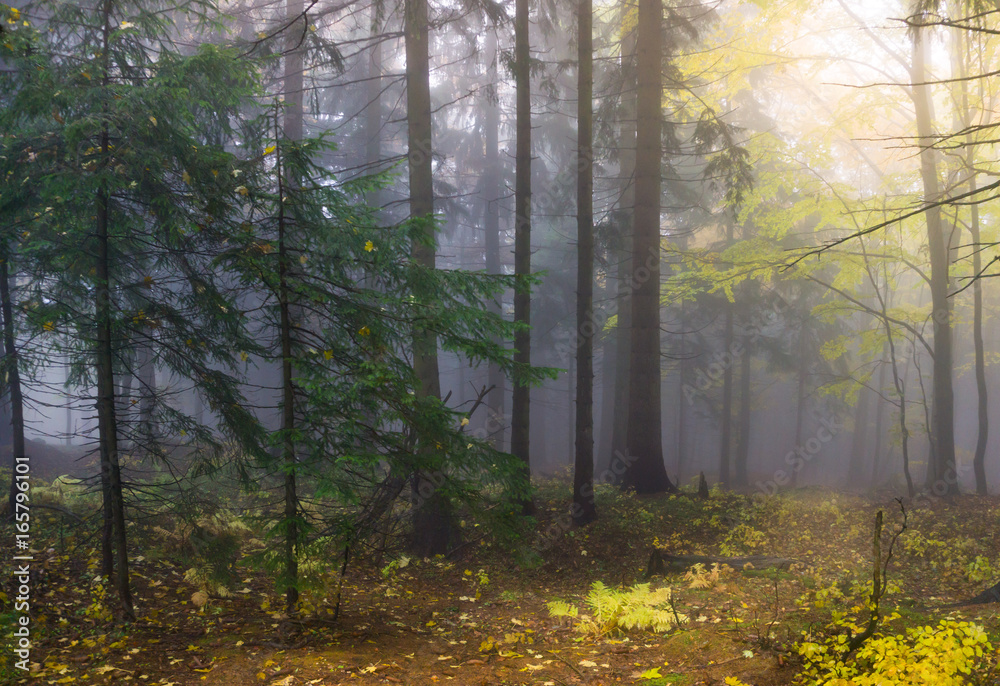 Mysterious autumn forest with different color trees and dense fog in Czech Republic, Europe - obrazy, fototapety, plakaty 