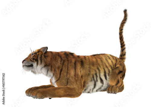 Fototapeta Naklejka Na Ścianę i Meble -  3D Rendering Big Cat Tiger on White