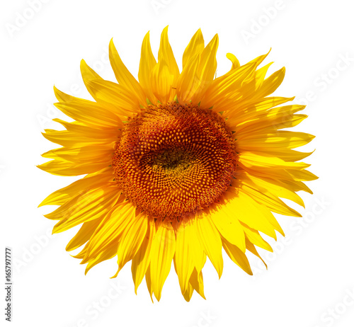Fototapeta Naklejka Na Ścianę i Meble -  Sonnenblume freigestellt auf weissem Hintergrund - sunflower, free object