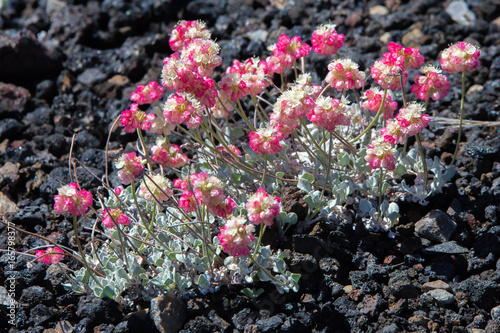 Close-up of pink Cushion Buckwheat (Eriogonum ovalifolium) in Craters of the Moon National Monument, Idaho, USA photo