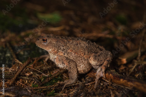 Toad on the forest floor