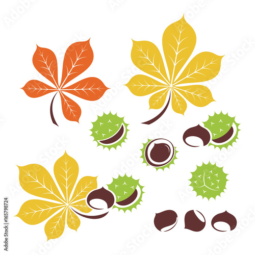 Chestnut icon or logo in modern line style. Vector illustration on a white background.