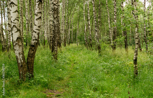 Fototapeta Naklejka Na Ścianę i Meble -  Path through birch grove at summer. background, nature.