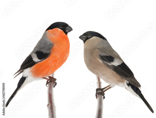 male and female bullfinch