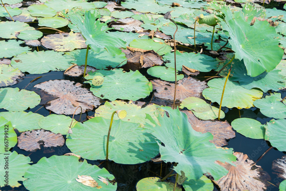 Waterlily field in a lake during hot weather, near Yangon, Myanmar 3 Waterlily field in a lake during hot weather, near Yangon, Myanmar 3