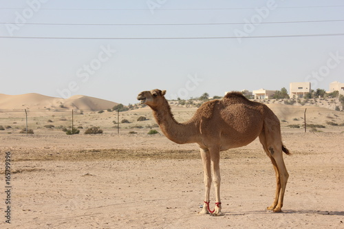 Camel © Stefanie