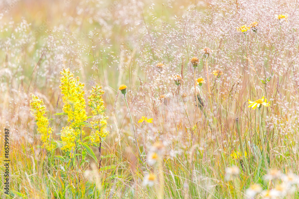Fototapeta premium Spätsommerliche Blumenwiese