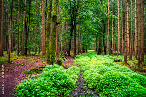 Weg durch märchenhaften Wald mit grün bewachsenen Waldboden