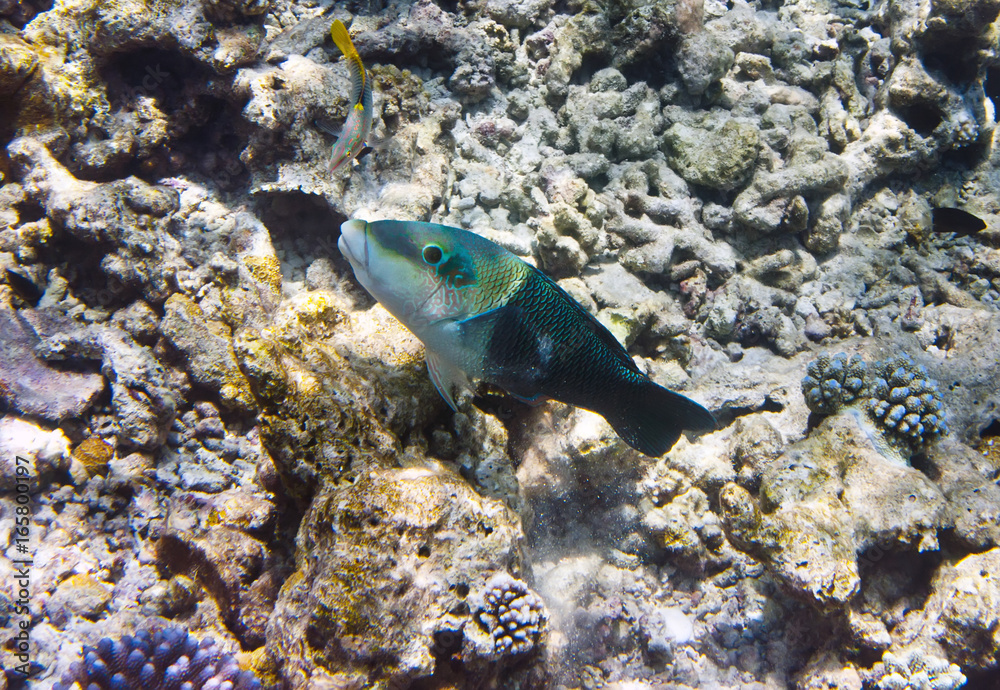 Fototapeta premium Fishes in corals. Underwater world.