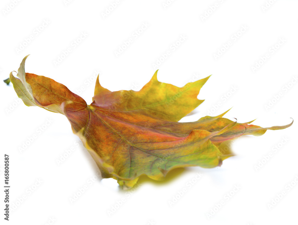 Fototapeta premium bright maple leaf