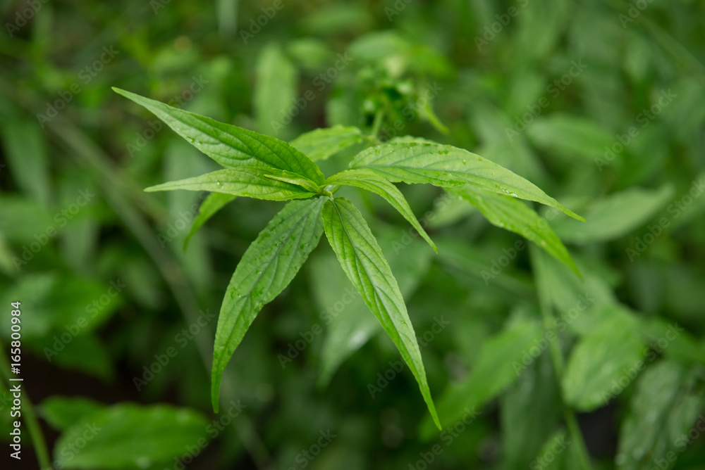 hop headed barleria tree, Plants used as medicinal herbs. hop headed barleria tree, Plants used as medicinal herbs.