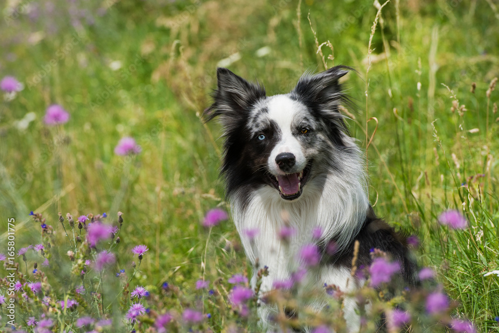Fototapeta premium Border Collie