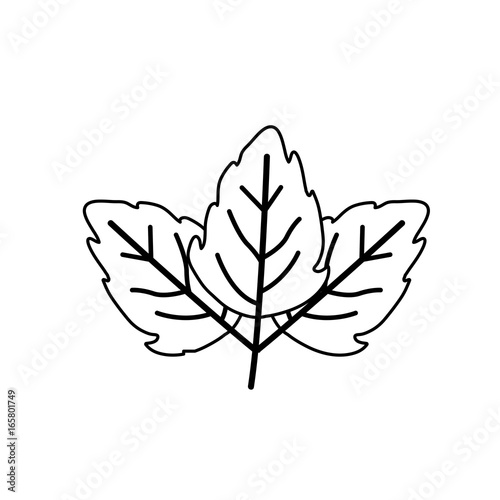 sketch contour of wavy three leaves plant