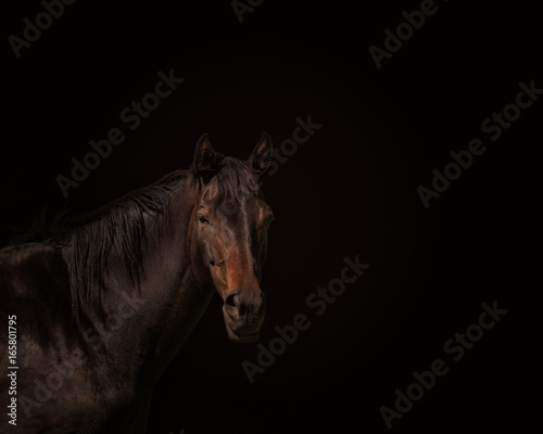 Fototapeta Naklejka Na Ścianę i Meble -  Beautiful purebred horse portrait on dark background