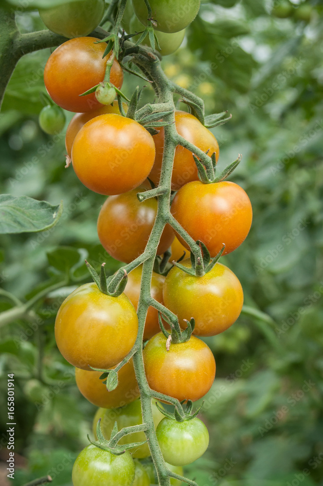 détail tomates cerise dans une serre biologique
