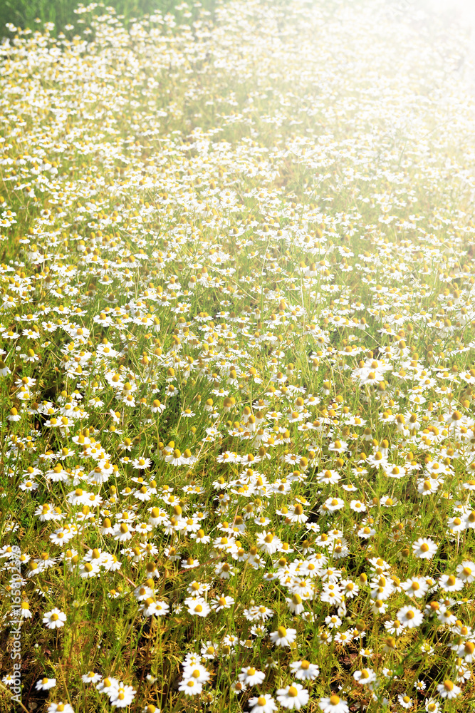 Fototapeta premium Daisy Flowers Field