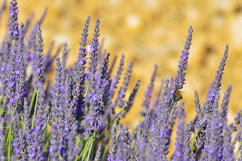 lavender flowers © Thierry