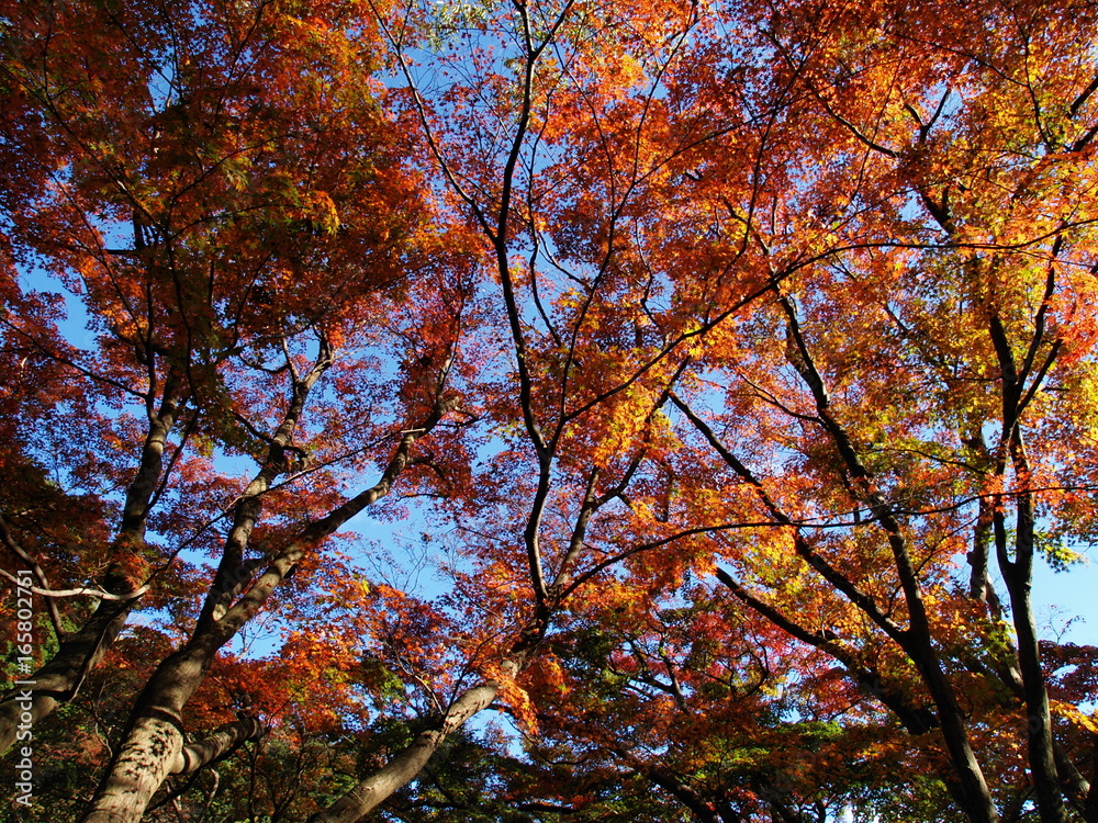 秋色に染まった樹木と青空