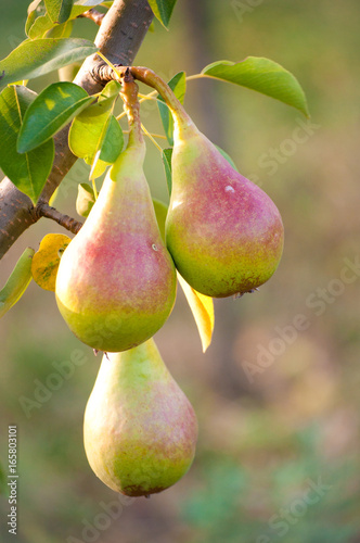 ripe pears on a tree