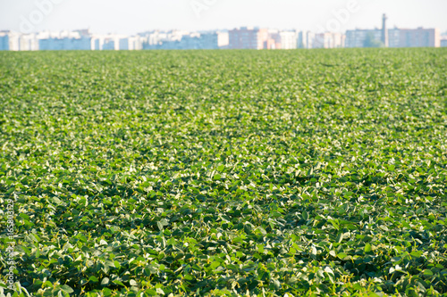 Field of blooming soybean, with blurry city on the background