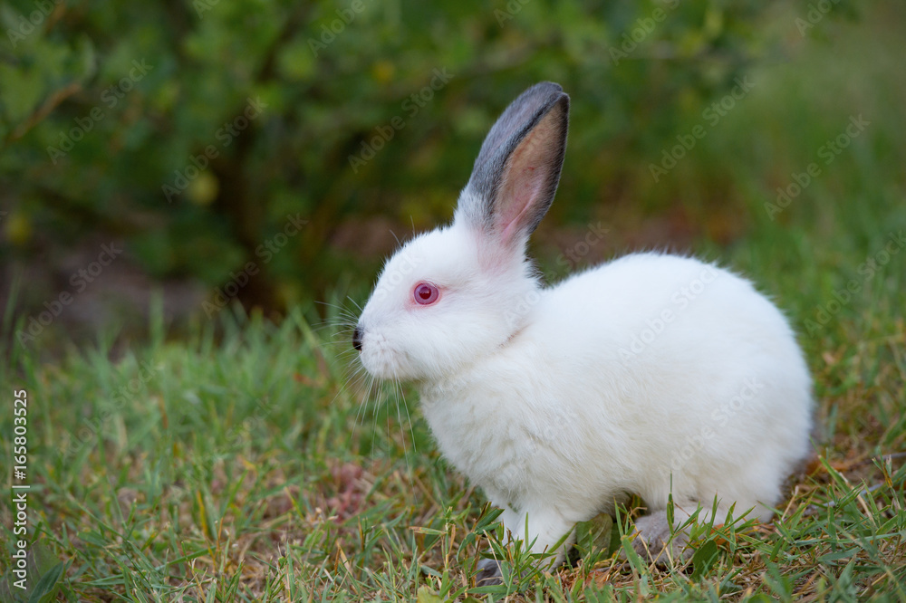 White little rabbit with black ears, sits on grass White little rabbit with black ears, sits on grass