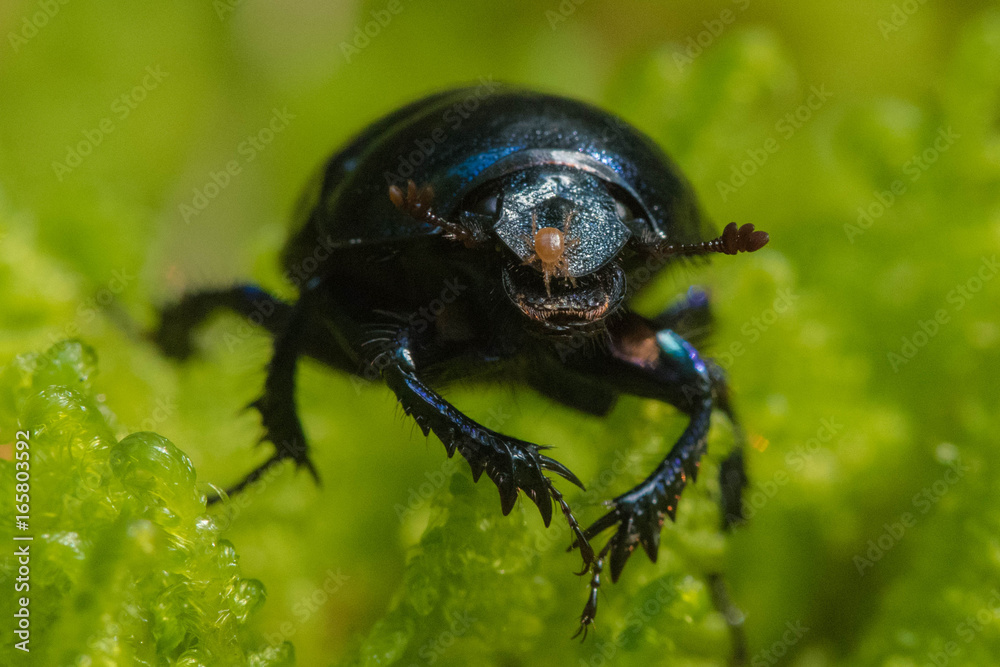 The parasite crawls on the beetle The parasite crawls on the beetle