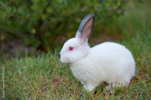 White little rabbit with black ears, sits on grass