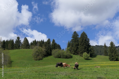 Im Allgäu