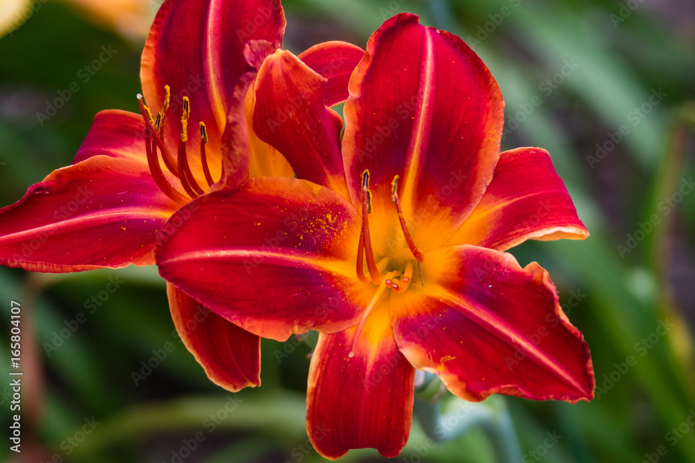 red and yellow lily found on a recent walk red and yellow lily found on a recent walk
