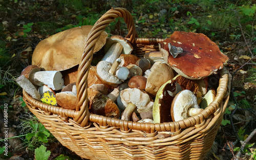 Basket with edible mushrooms