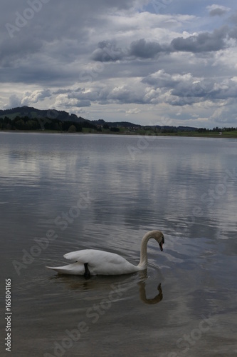 Schwanensee