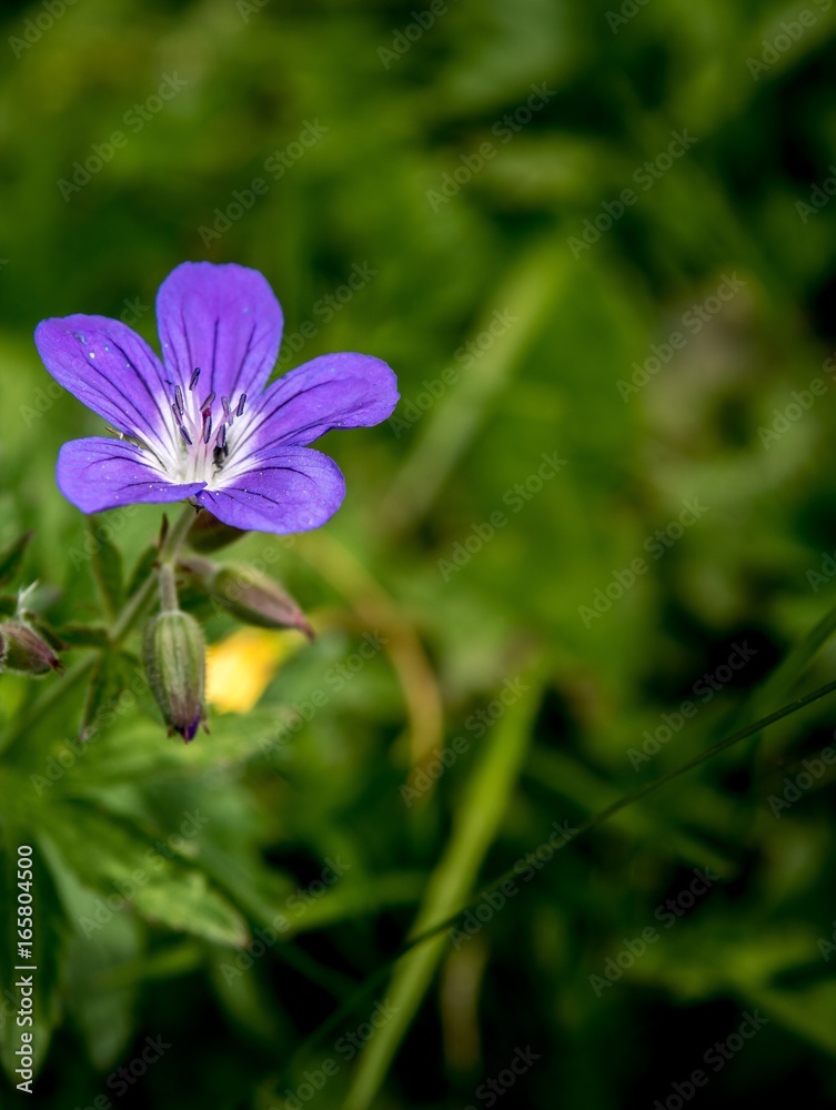 Alpen Blume Pflanzen Berge Macro Nahaufnahme Alpen Blume Pflanzen Berge Macro Nahaufnahme