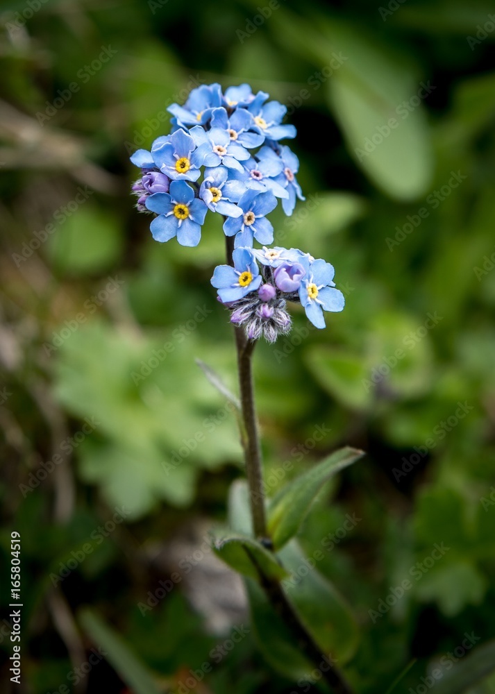 Alpen Blume Pflanzen Berge Macro Nahaufnahme Alpen Blume Pflanzen Berge Macro Nahaufnahme