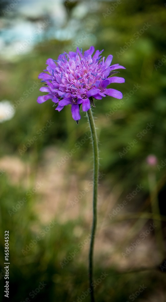 Alpen Blume Pflanzen Berge Macro Nahaufnahme Alpen Blume Pflanzen Berge Macro Nahaufnahme