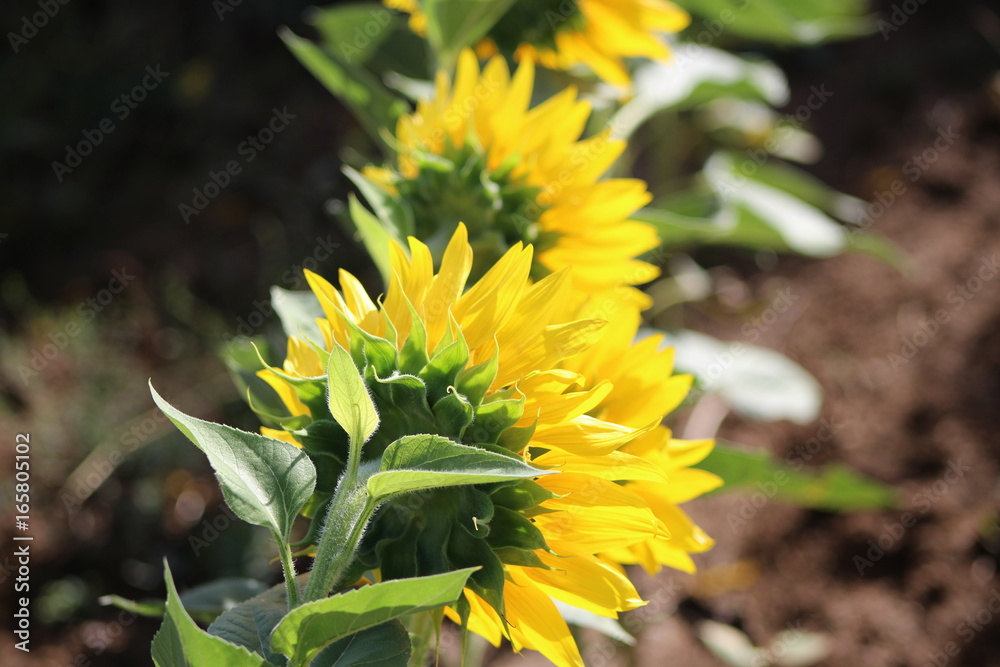 Rear view. Macro view of sunflower in bloom. Natural flower background Rear view. Macro view of sunflower in bloom. Natural flower background