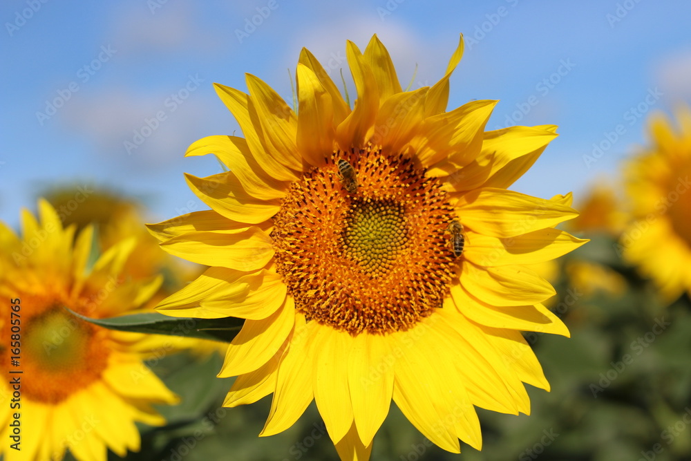 Closeup beautiful sunflower field on natural light,soft focus