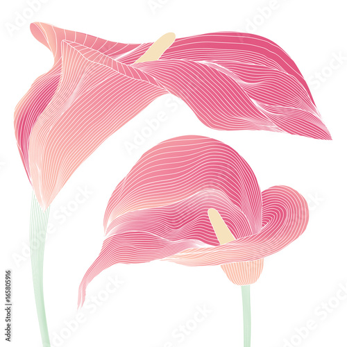 Sweet pink Calla lillies
