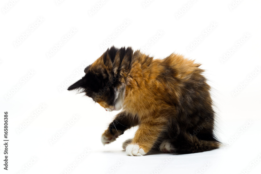 Fototapeta premium Furry kitten on white background isolated
