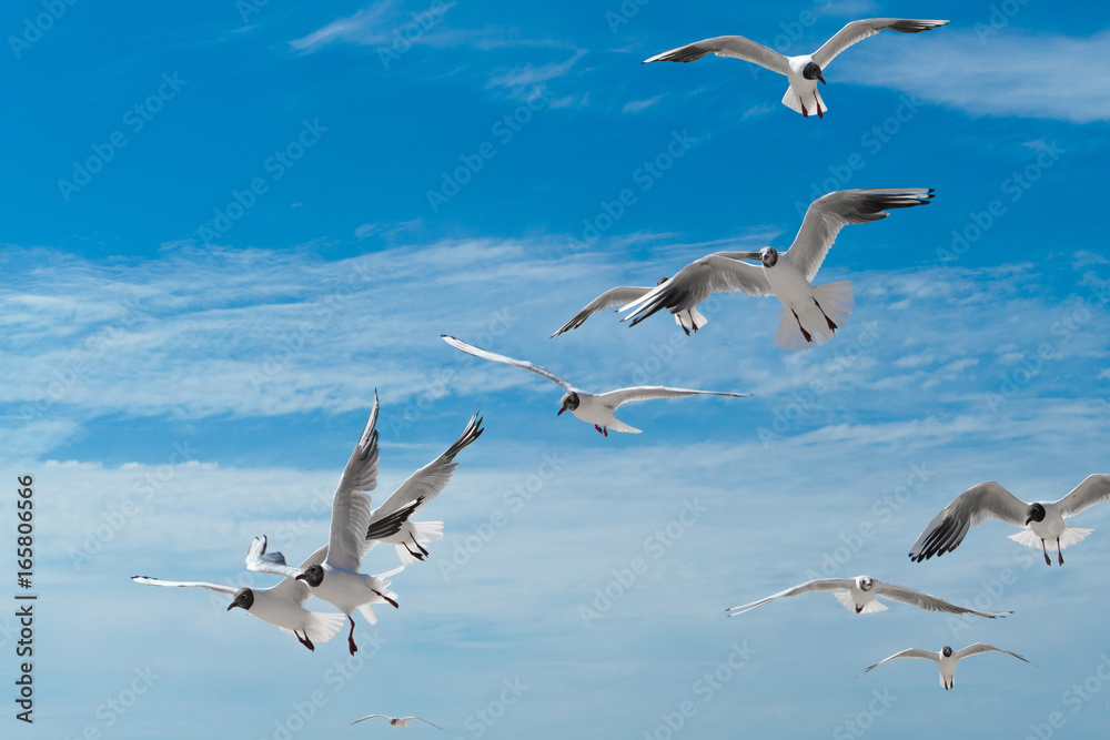 Obraz premium Seagulls sky