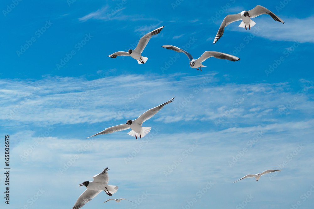 Obraz premium Seagulls sky