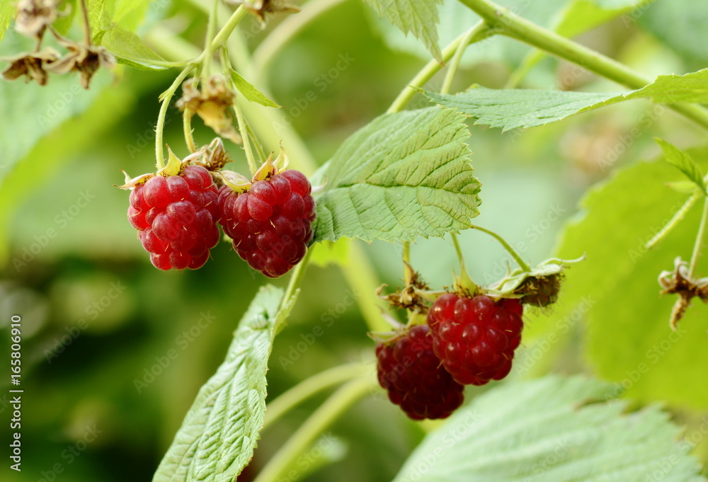 red raspberries in garden red raspberries in garden