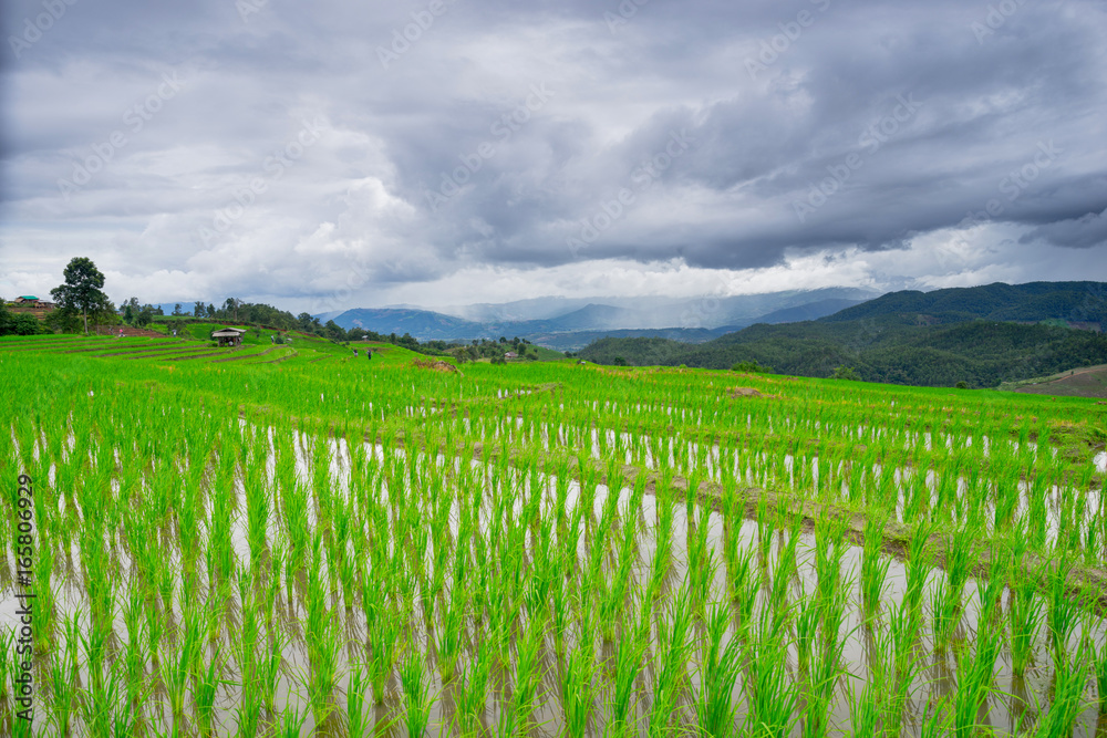 Fototapeta premium beautiful green rice fields with blue sky