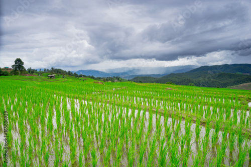 Fototapeta Naklejka Na Ścianę i Meble -  beautiful green rice fields with blue sky