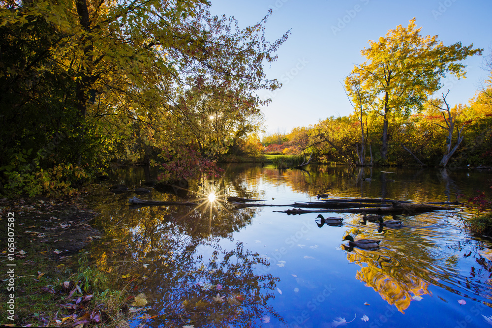 Obraz premium Park in October light