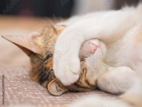 Shy Cat on Bed