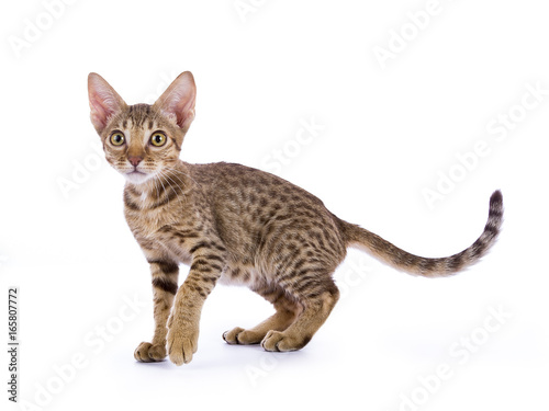 Canvas Print Ocicat kitten walking isolated on white background