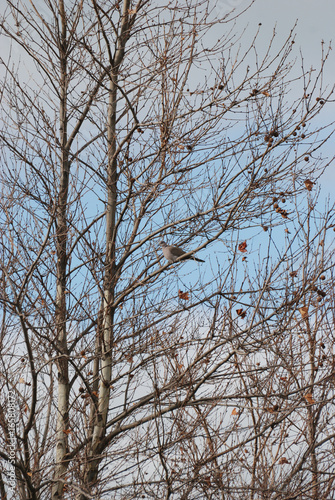 Birdwatching in Sardegna